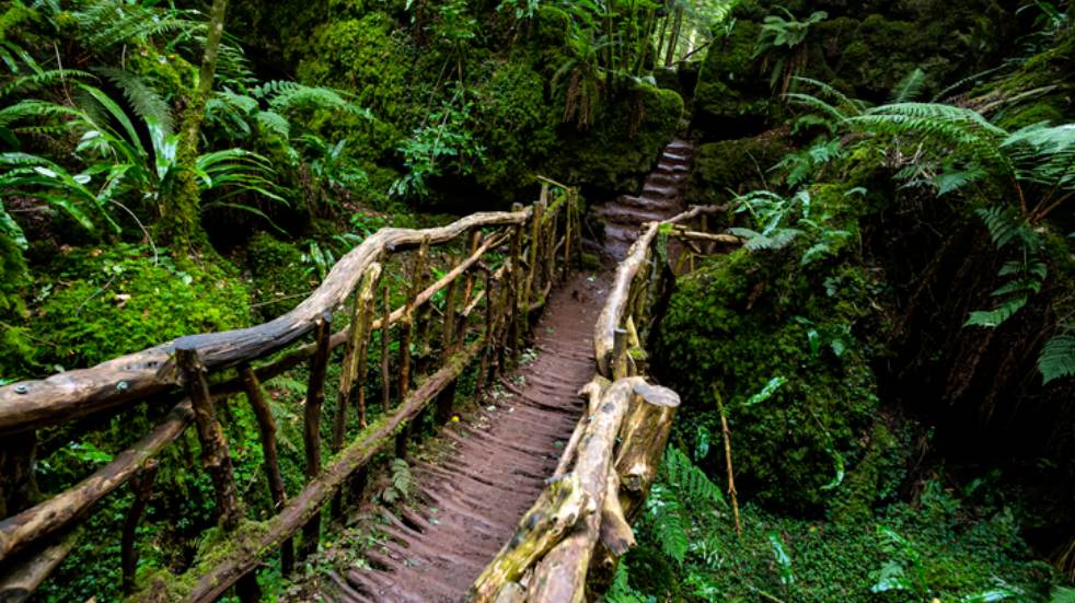 puzzlewood forest of dean